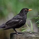 Biografia Blackbird Blackbird