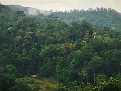 Hutan Hujan Tropis Di Kalimantan
