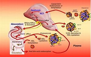 Image result for cholesterol