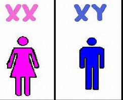 Image result for Male and Female Chromosome X and Y