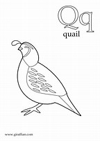 Hd Wallpapers Coloring Pages Quail Heaven Dhdde3d Tk