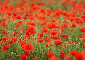 Image result for poppies