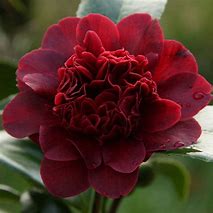 Image result for pictures of red christmas camellia in bloom