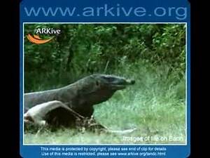 Komodo Dragon - Fauna Clips