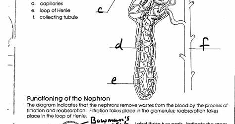 The Nephron Worksheet