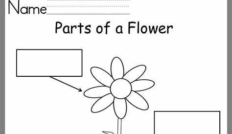 parts of a flower kindergarten