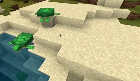 where to find turtles in minecraft