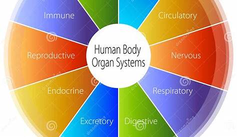 Human Body Organ Systems Chart Stock Photo - Image: 23244280