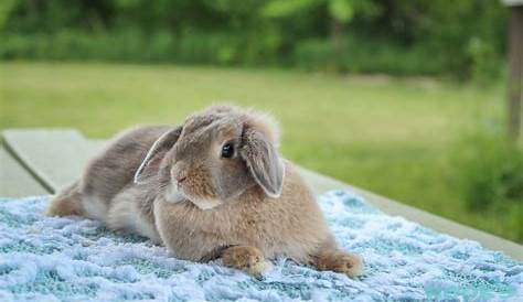 holland lop color breeding chart