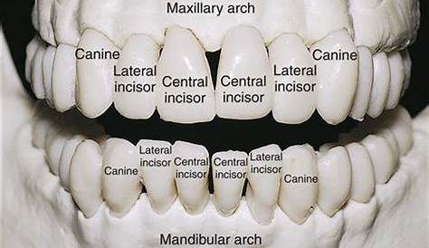 16. Permanent Anterior Teeth | Pocket Dentistry