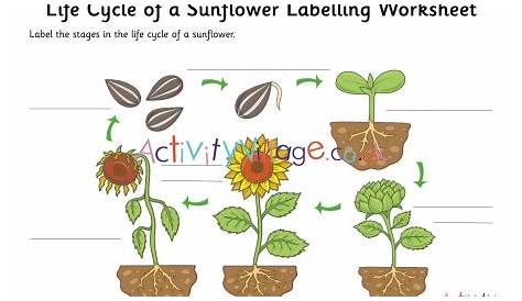Sunflower Life Cycle Labelling Worksheet