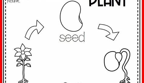kindergarten plant life cycle printables