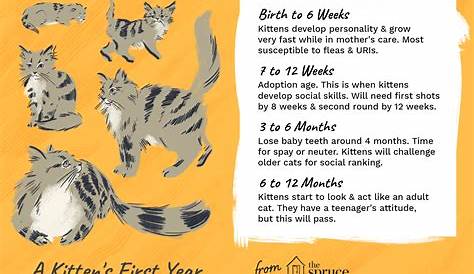 Growth Kitten Age Chart - Anna Blog
