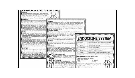 The Endocrine System Overview Reading Comprehension Worksheet | TpT