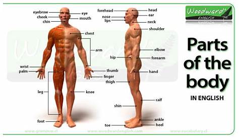 body parts chart in english