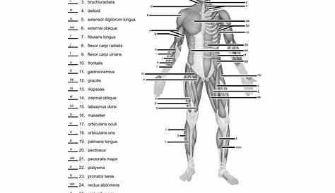 muscles worksheet answer key