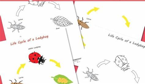 Ladybug Life Cycle Worksheet - Itsy Bitsy Fun