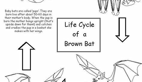 life cycle worksheets grade 3