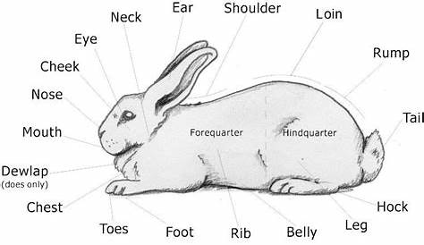 Rabbit anatomy | Rabbit anatomy, Show rabbits, Pet rabbit