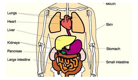 Pin on Anatomy of Organs in Body