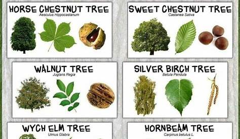 Pin by Tracy Vise on Outdoor learning | Tree leaf identification, Leaf identification, Tree
