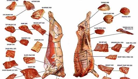 venison cuts of meat chart