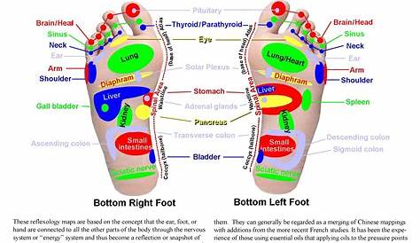 feet chart for reflexology