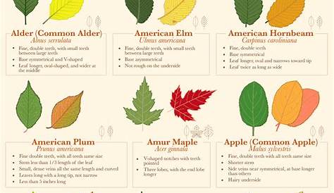 free printable leaf identification chart
