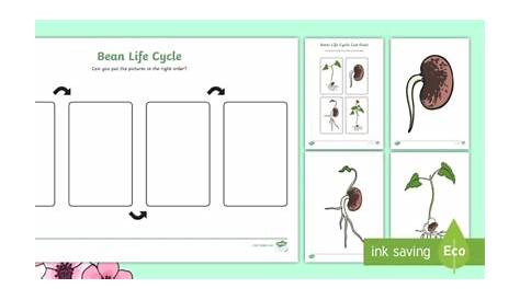 Grow A Bean Plant Worksheets | 99Worksheets