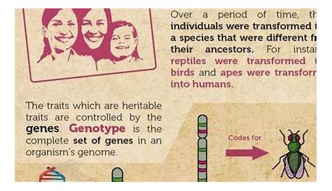 Darwin's Theory of Evolution Infographic | Evolution | Pinterest