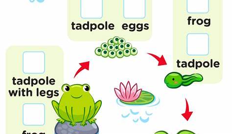 frog life cycle pdf