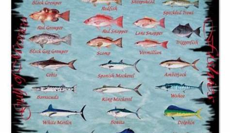 gulf of mexico fish chart