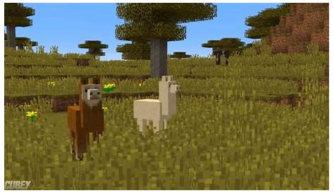 what does llama eat in minecraft