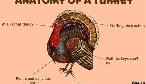 Turkey Anatomy