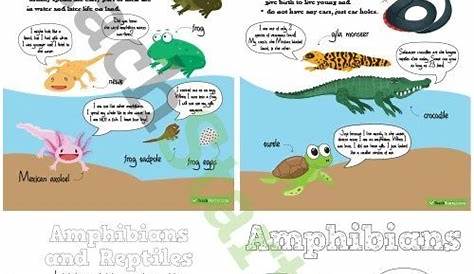 Amphibians And Reptiles Worksheets | 99Worksheets