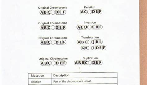 Chromosome Worksheet Answer Key — db-excel.com