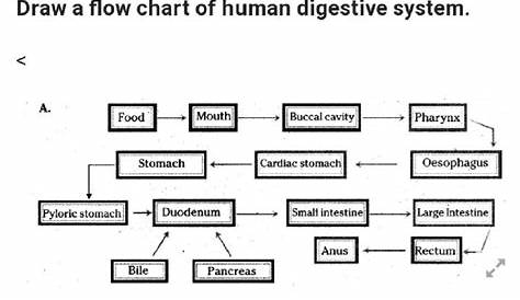 Write the flow chart of human digestive system - Brainly.in