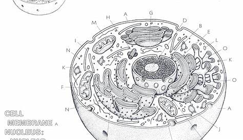 Animal Cell Coloring Worksheet Answers - BubaKids.com