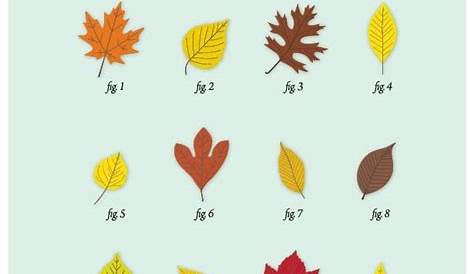 fall leaf identification chart