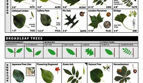 Leaf Shape Fruit Tree Identification - Garden Layout