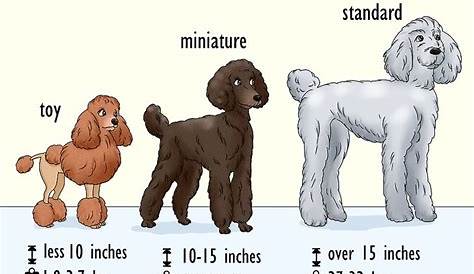 3 Ways to Identify a Poodle - wikiHow
