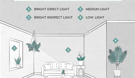 indoor plant light requirements chart