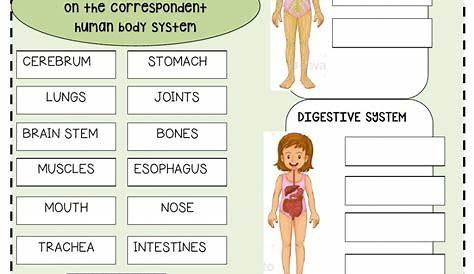 Free Printable Body Systems Worksheets | Anatomy Worksheets