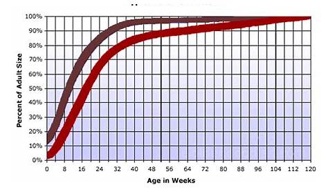 labradoodle size graph | Wachstumsmesser