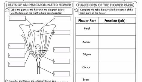 Flower Structure And Reproduction Worksheet : Plant Reproduction
