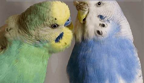 How to Tell Gender of a Parakeet? (9 Best Methods)