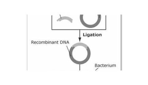 Recombinant Dna Technology Worksheet Answers