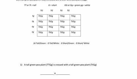punnett square dihybrid cross worksheet answer key