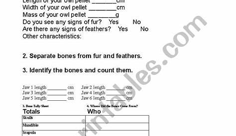 English worksheets: Owl Pellets