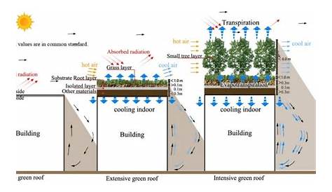 A schematic structure of an extensive green roof and an intensive green
